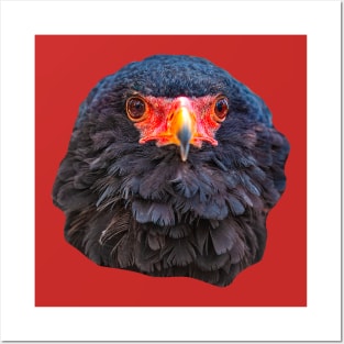 Bateleur eagle Posters and Art